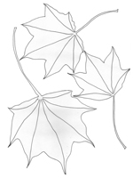 Acer Pictum Acer Pictum